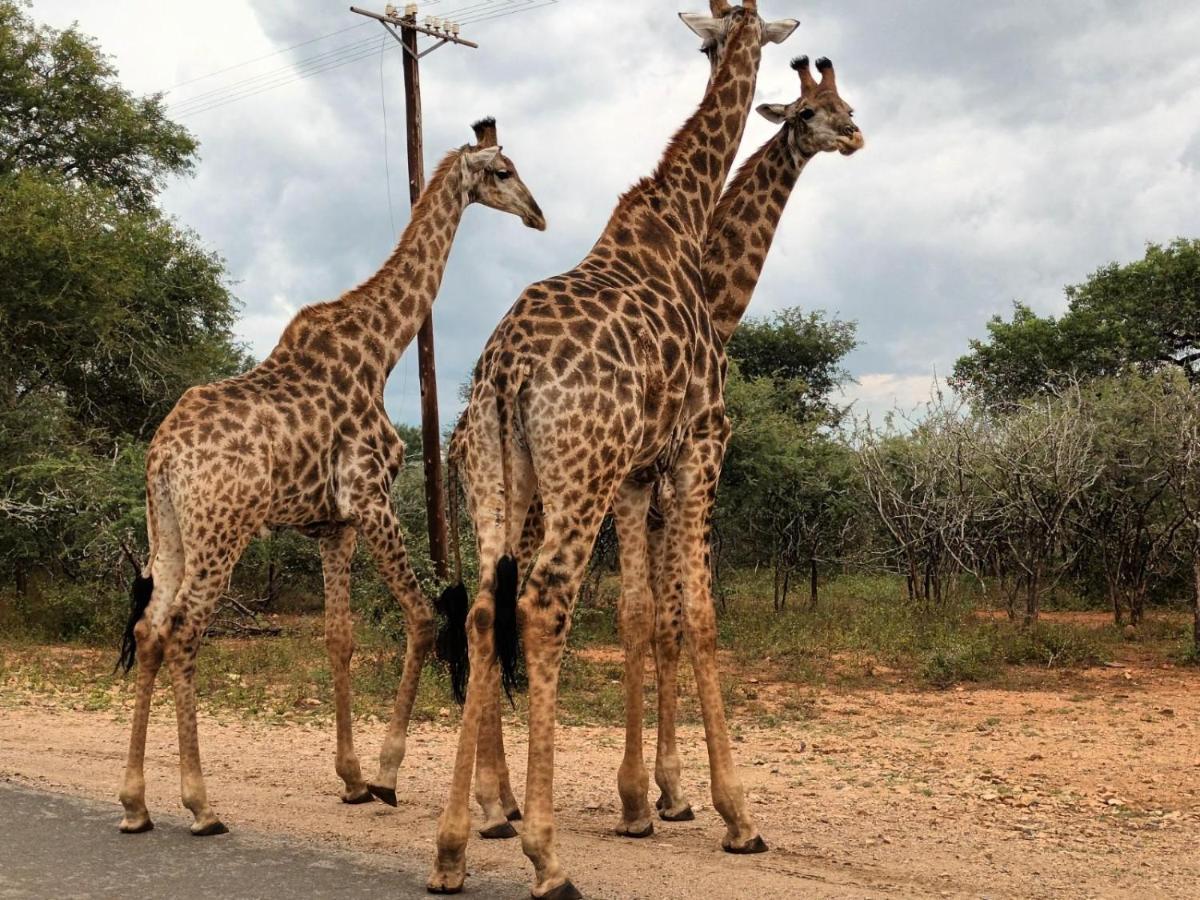 South Safari Lodge Marloth Park Ngoại thất bức ảnh